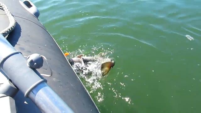 Треска. Пьяное кино. смотреть онлайн