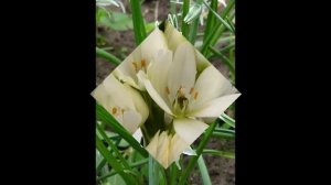 ПТИЦЕМЛЕЧНИК  (ORNITHOGALUM)  сем. Гиацинтовые