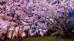 Цветение сакуры в Японии.