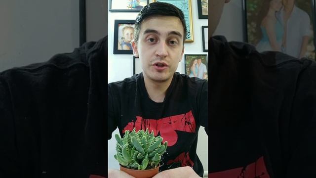 Фаукария (faucaria)