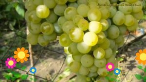Виноград культурный Цитронный Магарача. Краткий обзор, описание vitis vinifera Tcitronnyi Magaracha