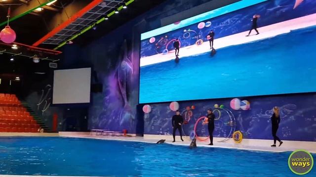 Dubai Dolphinarium | Best of the Dubai Dolphin Show HD | Seal Show | Best places to visit in Dubai смотреть онлайн