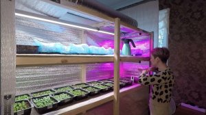 РАССАДА ДЛЯ ПРОДАЖИ.КРЕПКАЯ РАССАДА ПЕТУНИИ.2022