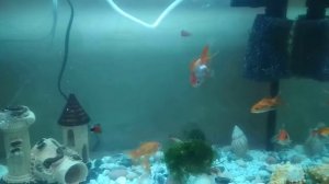 Как ухаживать за золотыми рыбками уход,виды и размножения.