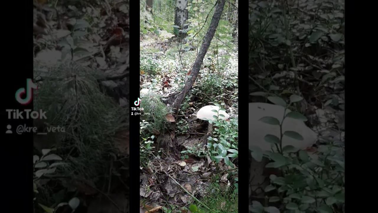 #shorts смотреть онлайн