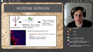 Владимир Алипов: Нейрогенез