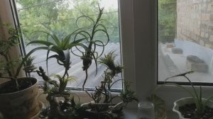 Тилландсии атмосферные