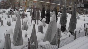 Хвойные в Пензе - 17 января 2022 года. Часть 1