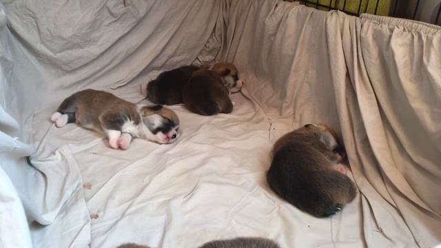 Вельш Корги Пемброк прямая трансляция / Welsh Corgi Pembroke Live Stream смотреть онлайн