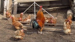 Хозяйство Воронова | Куры | Злой петух