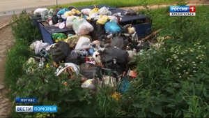 Крысы размером с кошку появились в Котласе