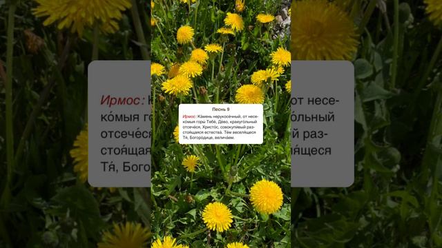 Воскресный канон 4 гласа. (Обиход) Песнь 9: «Камень нерукосечный от несекомыя горы Тебе Дево»