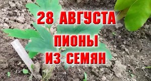 28 августа. Обзор всходов пионов из семян