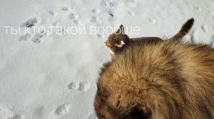 Ледовое побоище, или педагогический провал