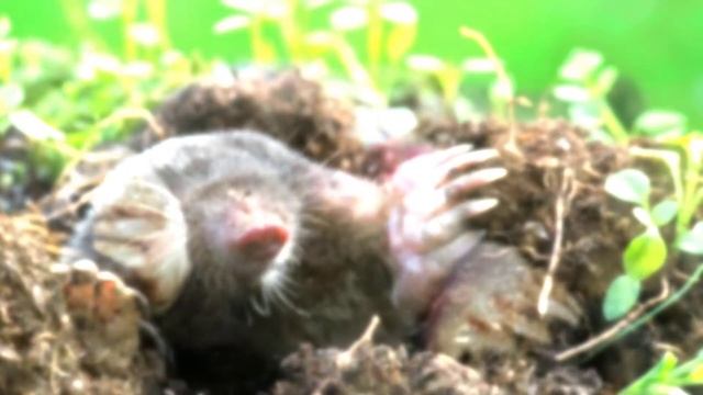 К чему снится крот: значение сна. Сонник Миллера смотреть онлайн