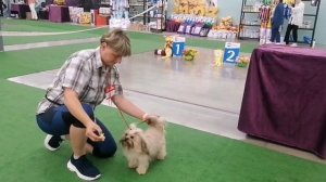 Граалис Масяня - Лучший представитель породы Русская цветная болонка