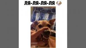 Funny Dog la la la-Смешная собака ла ла ла