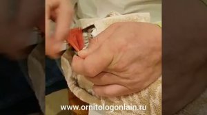 Как правильно подрезать когти попугаю.