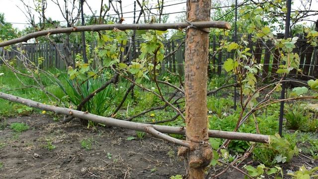 Шпалера для винограда из ёлки.Tapestry for grapes from a Christmas tree смотреть онлайн