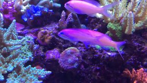 Triton Red Sea reefer 425xl 9 months old