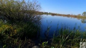 в поисках карася.