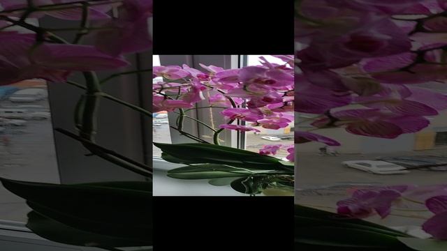 Весна цветы 8 марта