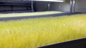 Как мы выращиваем пшеницу на витграсс | Процесс от посадки до заморозки сока | Народные Семена