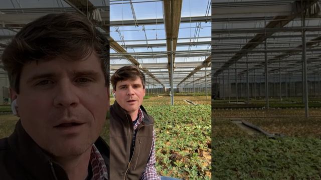 Gatsby Moon® смотреть онлайн