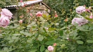 Новаліс (Novalis, Poseidon) ?Белль Романтика (Belle Romantica, Alexandrine) ?