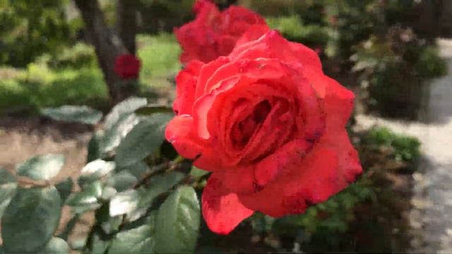 Анапа. Дачи в Анапе. Сот Колос. смотреть онлайн