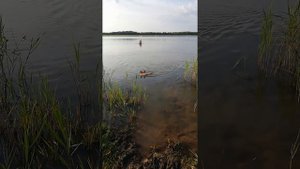 Корги плавает / Щенок корги преодолел свой страх