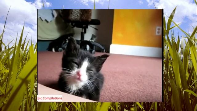 #СМЕШНОЕВИДЕО ДЕТИ И ИХ РОДИТЕЛИ НА ДИСТАНЦИОННОМ ОБУЧЕНИИ #вместедома смотреть онлайн