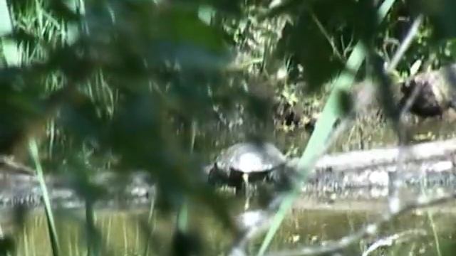 Галапагосские черепахи в Подмосковье смотреть онлайн