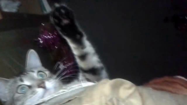 Favorite cat /Любимая кошка смотреть онлайн