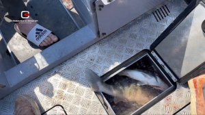 Рыбалка в Калининграде. Куршский залив.