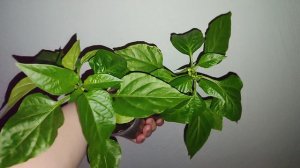 Перец оконный Лисичка. Желтый.