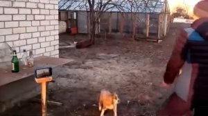 ДУРАЦКИЙ ЭКСПЕРИМЕНТ ИЛИ КАК СЛОМАТЬ РАКЕТКУ//LFY