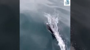 Белокрылые морские свиньи (дельфины) на Камчатке