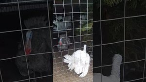 20 мая 2023. Мини зоопарк в Билярске(4)