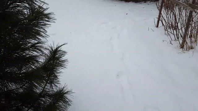 Мускусные утки тяжелой французской линии ещё несут яйцо. смотреть онлайн