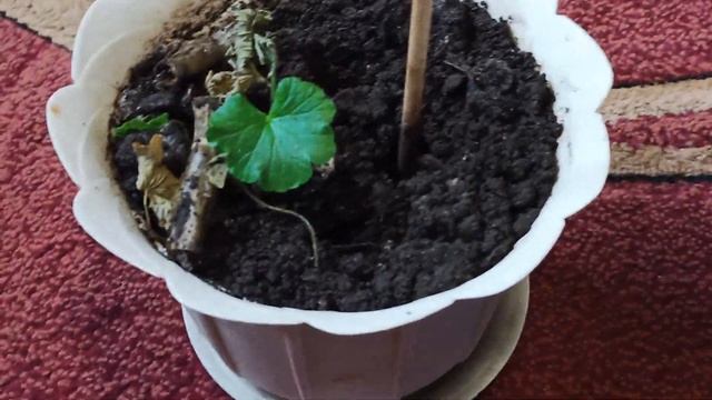 Герань Выращивание. Звездчатый Сорт. Пеларгония Стеллар