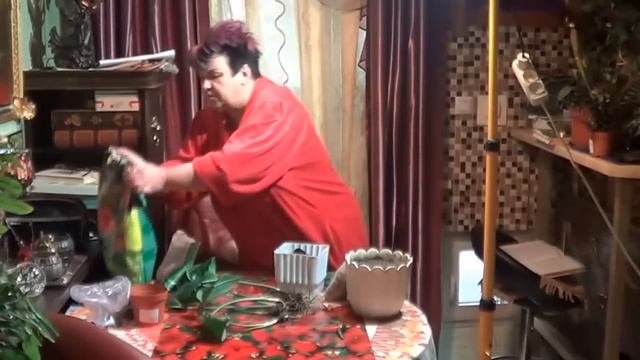Красиво Цветущие Комнатные Растения. Пересадка Эухариса  ( ЭВХАРИСА).