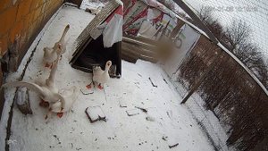 Гуси Мамуты.