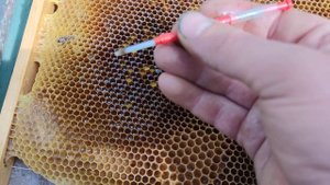 Как выводить маток своими руками часть 2 матководство дело тонкое✅☝️?