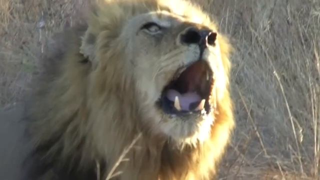 Mapogo Lion Roar смотреть онлайн