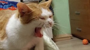 Ловушка для шакала. Ловили шакала, а поймали пуделя ?