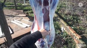 как зарезать козу(разделать)