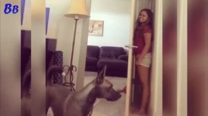 СОБАКА НЕ МОЖЕТ НАЙТИ ХОЗЯЙКУ И БЕГАЕТ ТУДА СЮДА