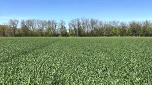 04.05.2023. ЗАО Кировский конный завод. Тимирязевка 150 по озимой пшенице. ТГ: Фугустим