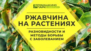 Ржавчина - болезнь растений: природа заболевания и методы лечения